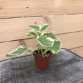 Plectranthus Variegated, 2" Plant