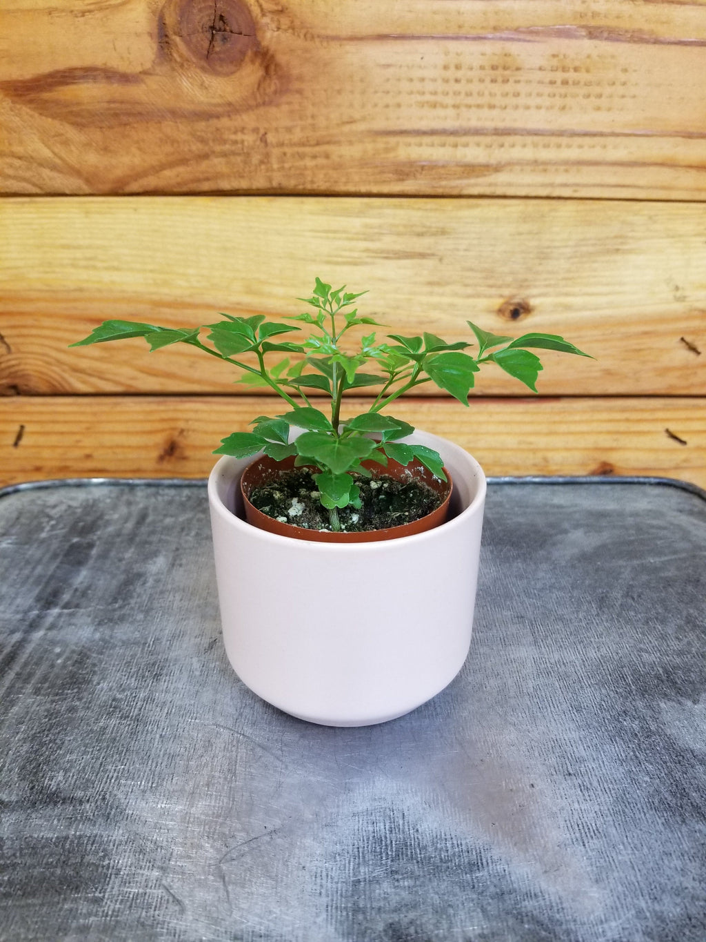 Radermachera Sinica China Doll, 2" Plant