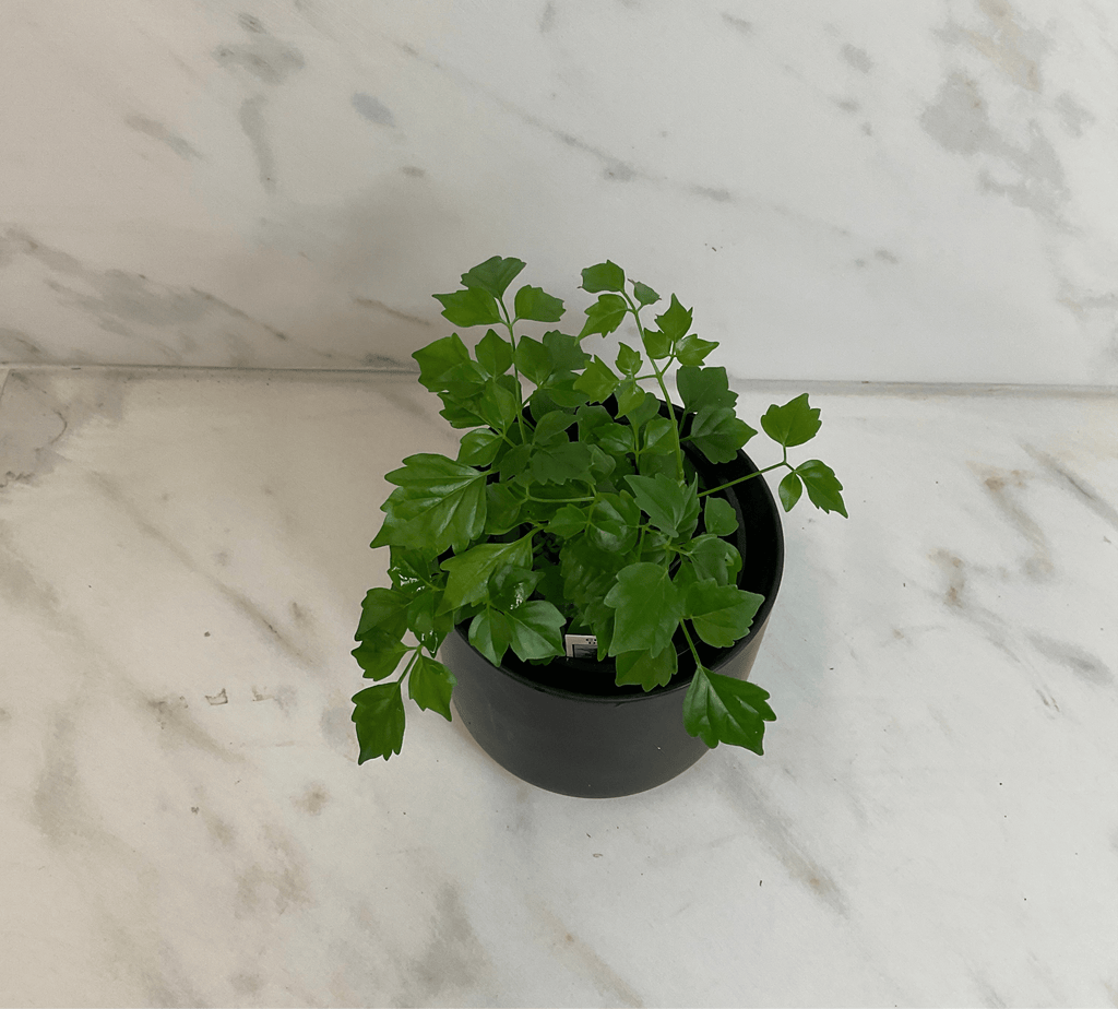 Radermachera Sinica China Doll, 4" Plant