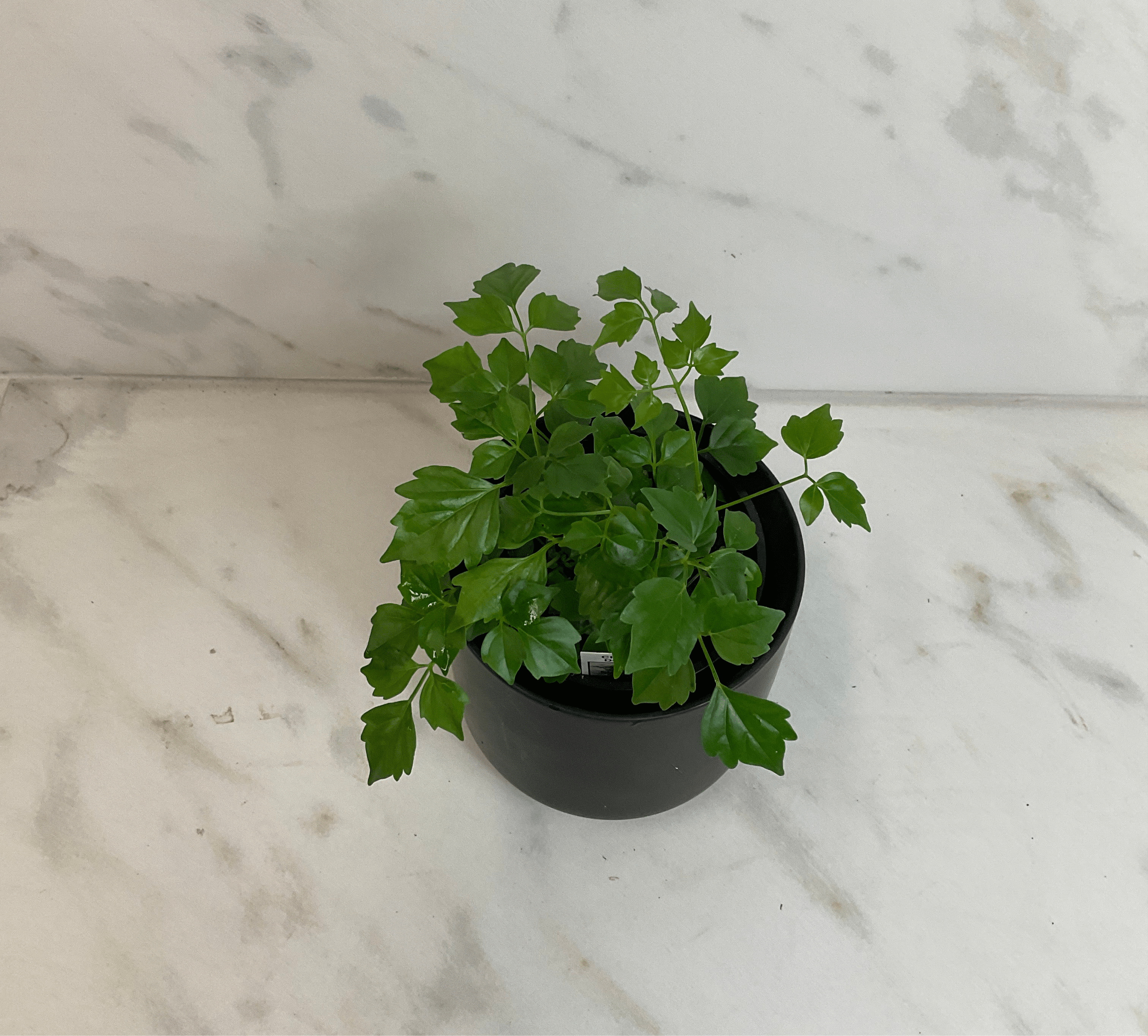 Radermachera Sinica China Doll, 4" Plant