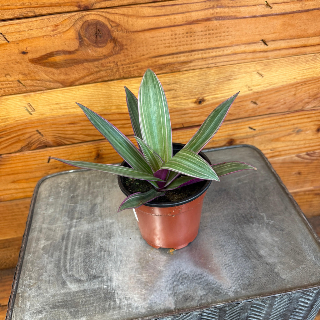 Rhoeo Spathacea Tricolor, 4" Plant