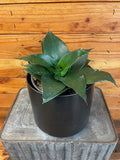 Sansevieria Black Jade Hahnii, 6" Plant