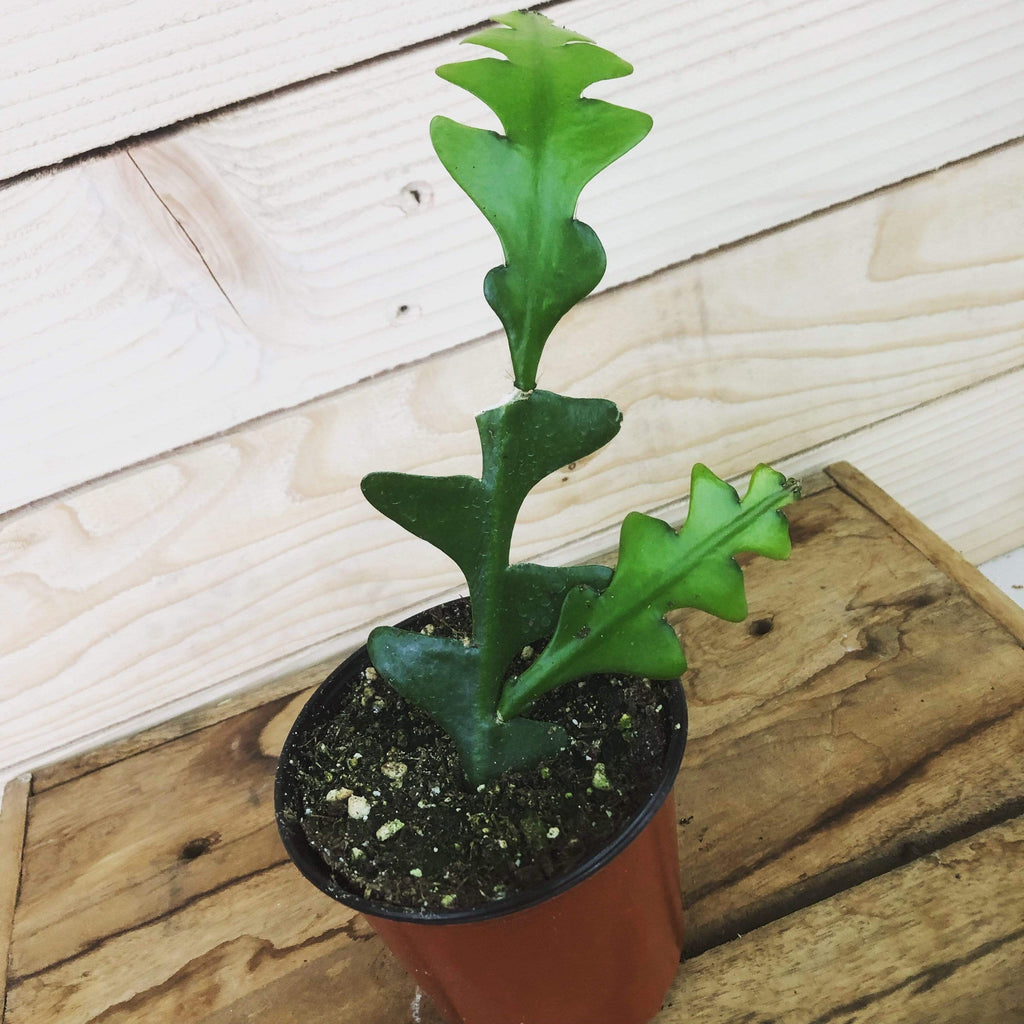 Selenicereus Anthonyanus Fishbone Cactus, 4" Plant