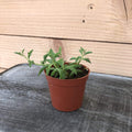 Peregrinus String of Dolphins, 2" Plant