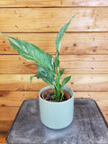 Spathiphyllum Domino, 4" Plant
