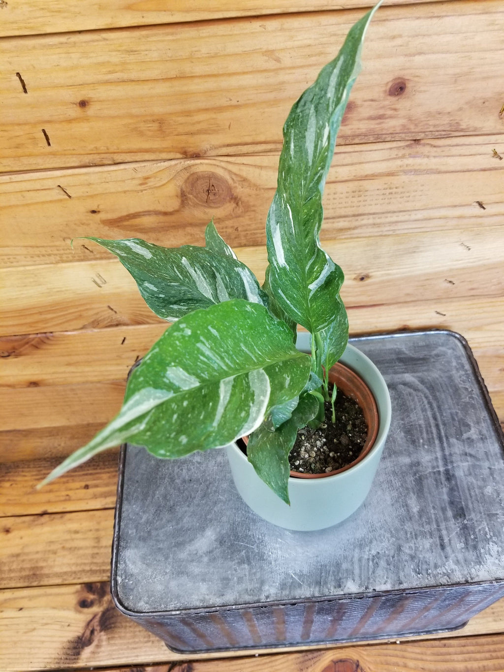 Spathiphyllum Domino, 4" Plant