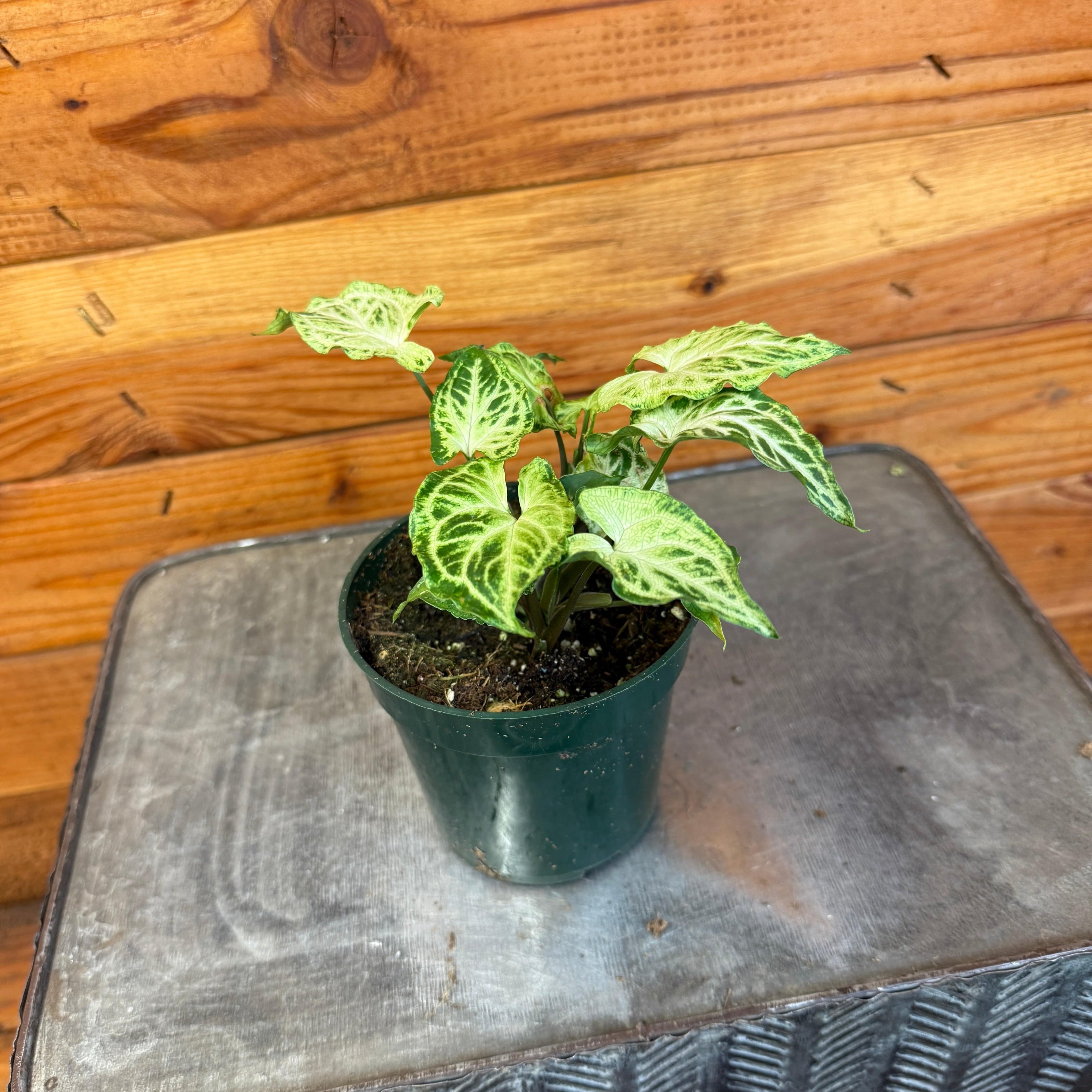 Syngonium Batik, 4" Plant