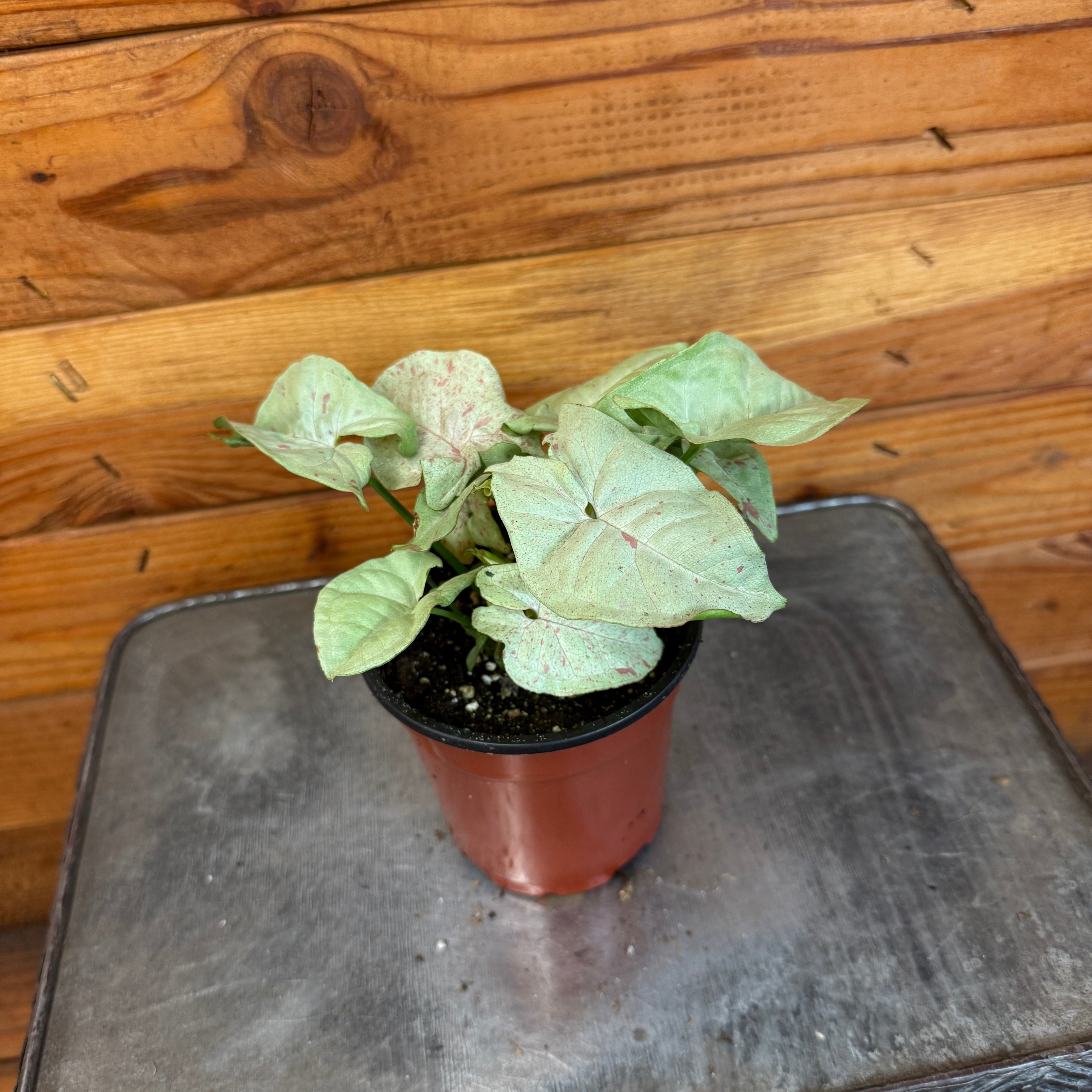 Syngonium Nephthytis Dazzle Color, 4" Plant