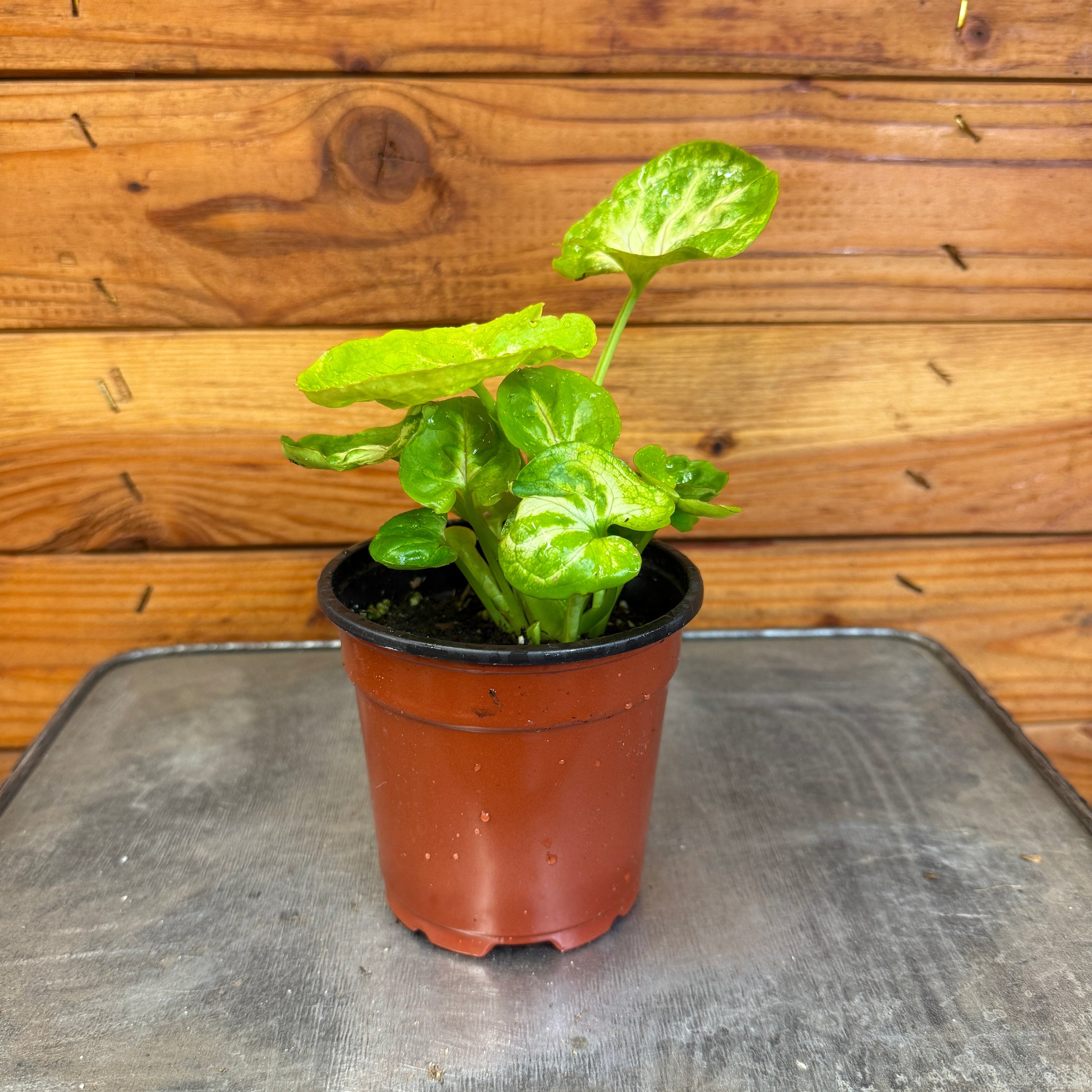 Syngonium Siam Kiwi Delight, 4" Plant