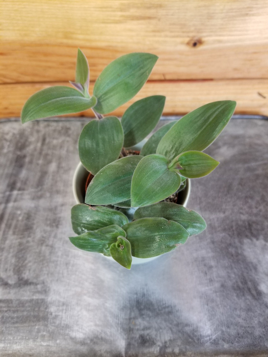 Tradescantia Baby Bunny Bellies 2" Plant