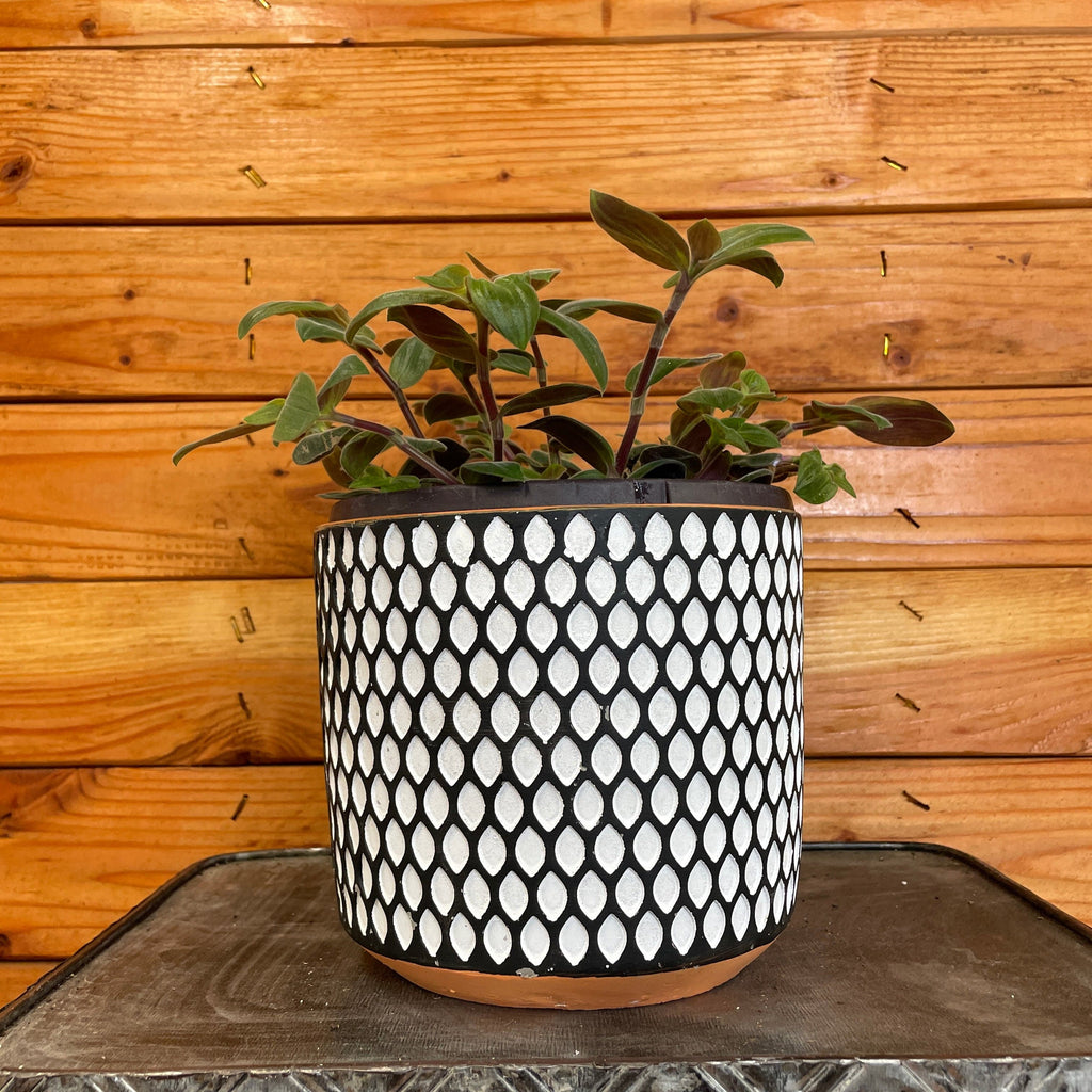 Tradescantia Baby Bunny Bellies 6" Plant