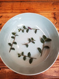 Tradescantia Baby Bunny Bellies, Cuttings x5