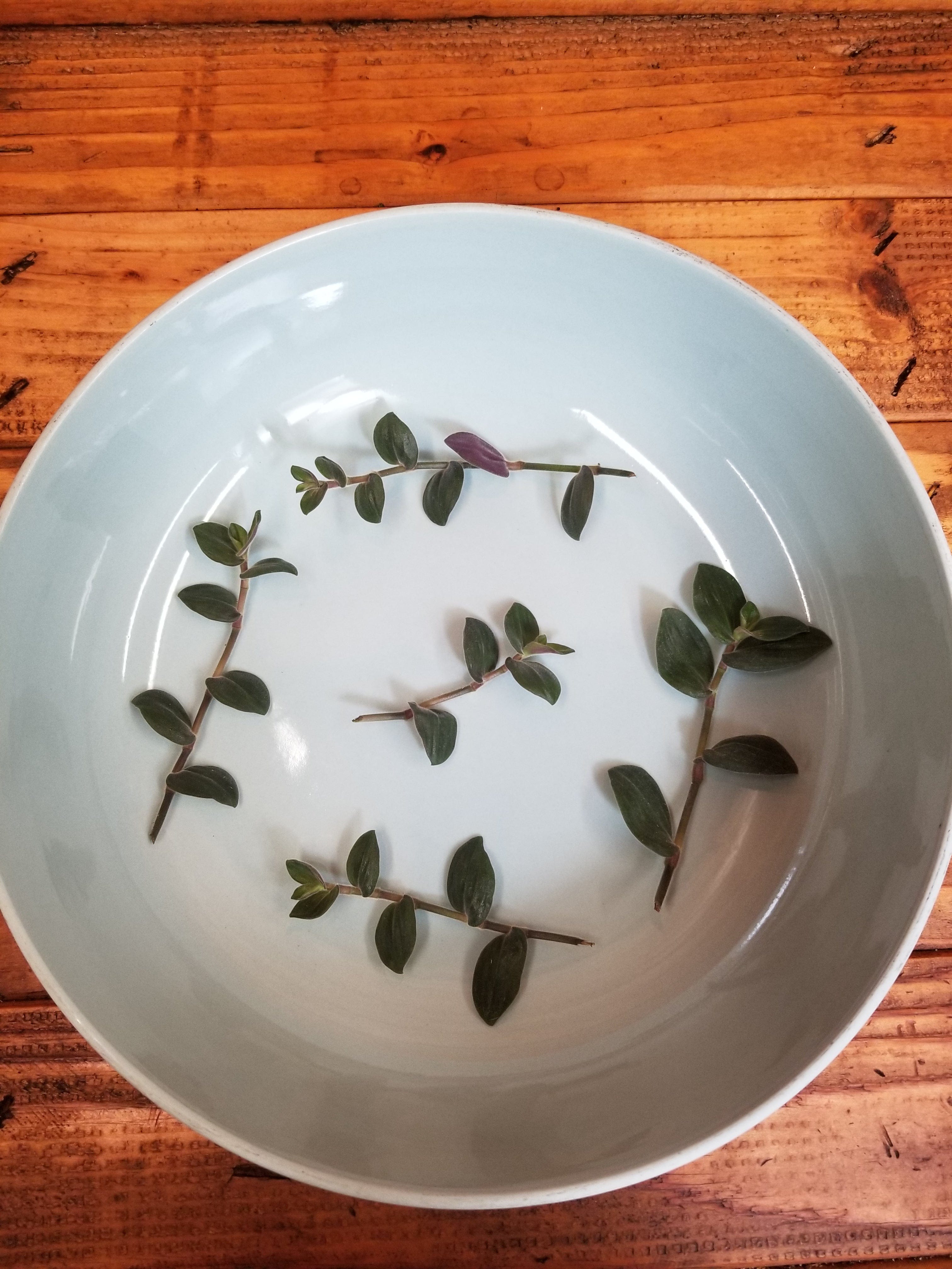 Tradescantia Baby Bunny Bellies, Cuttings x5