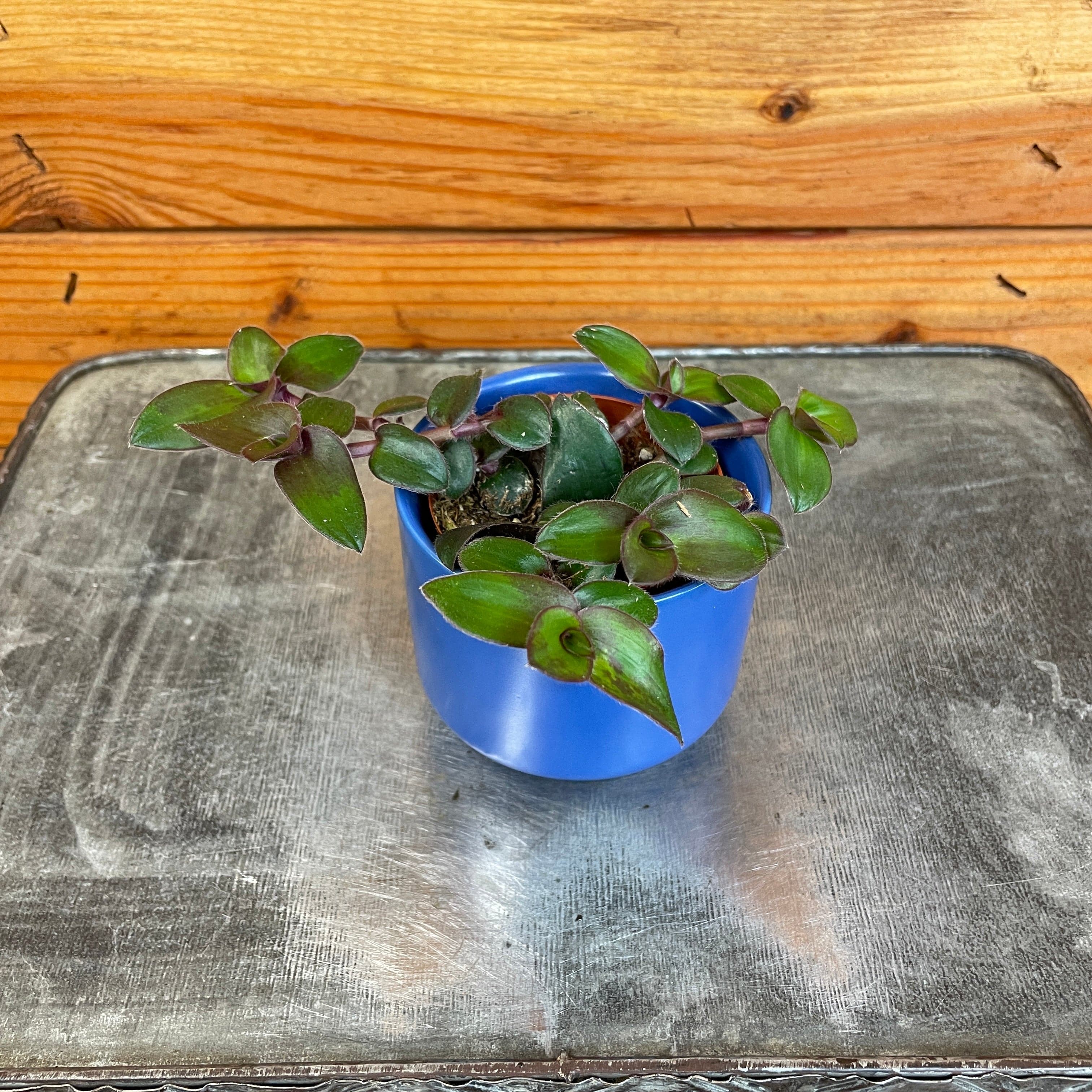 Tradescantia Hijau Baru, 2" Plant