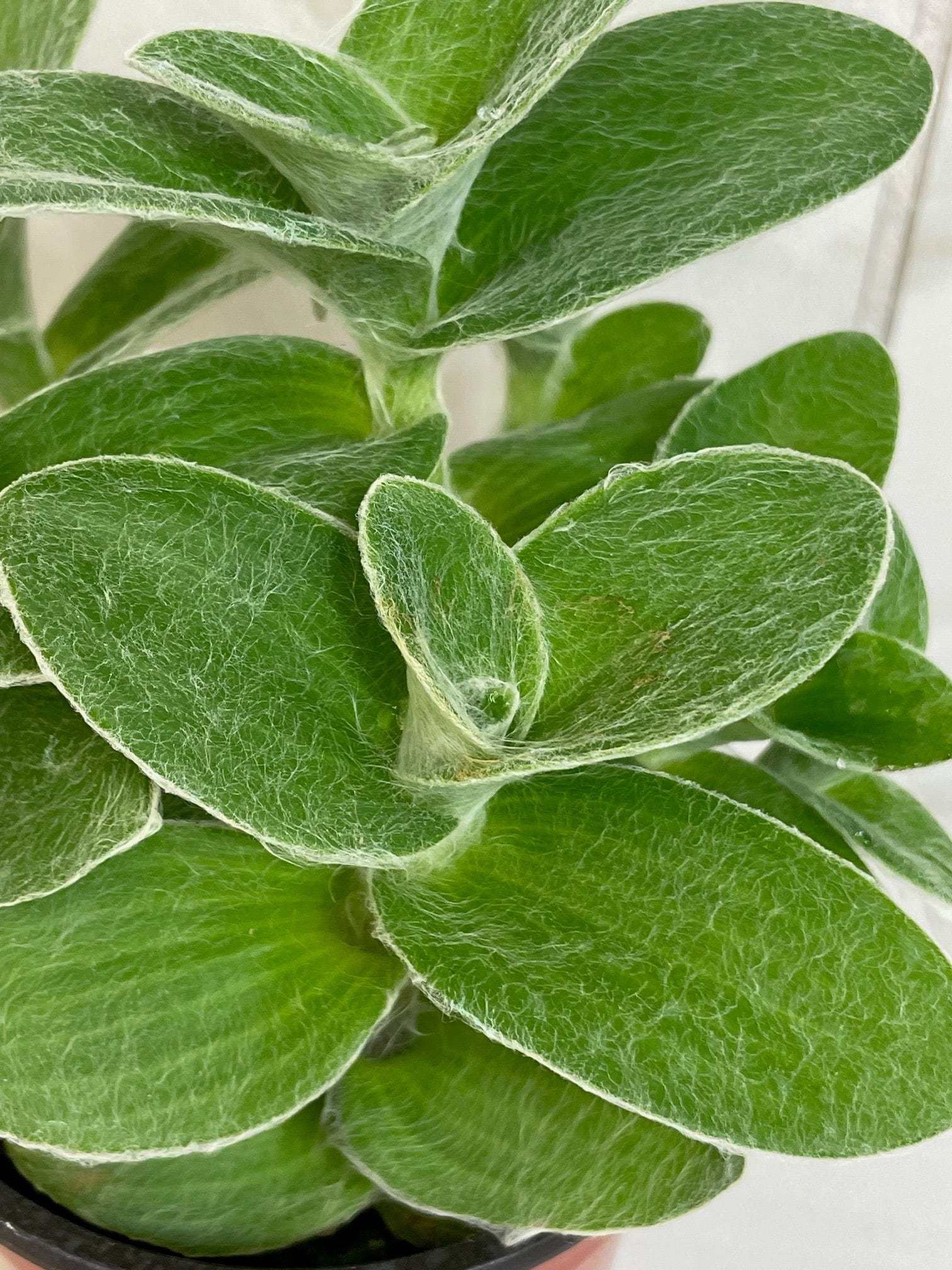 Tradescantia Sillamontana Teddy Bear Vine, 4" Plant