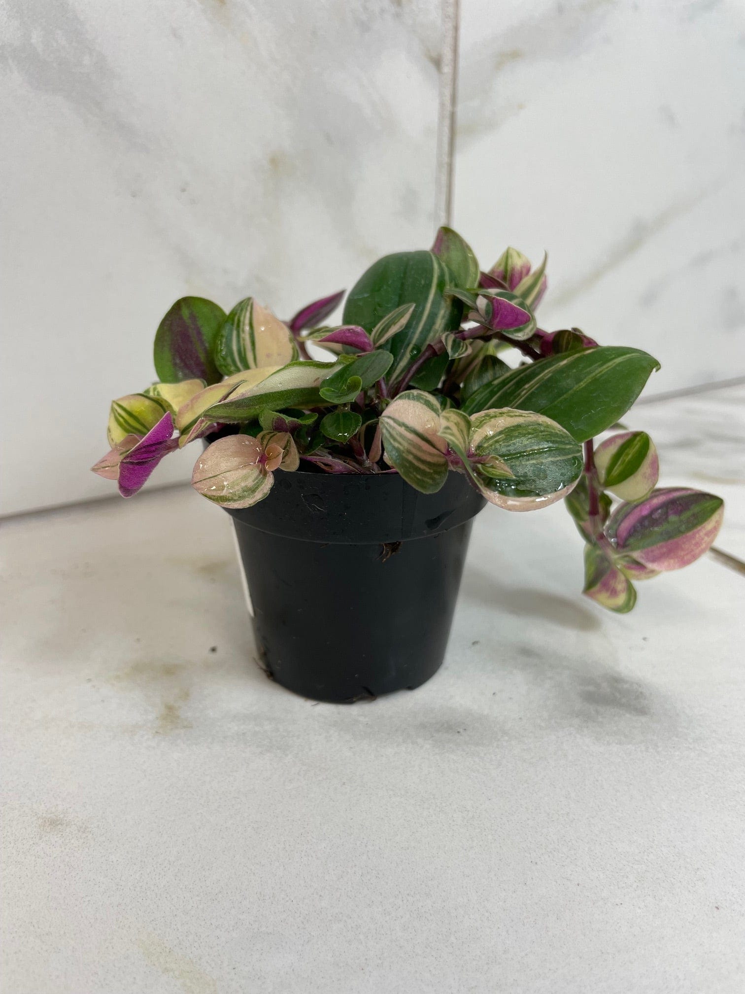Tradescantia Tricolor, 2" Plant