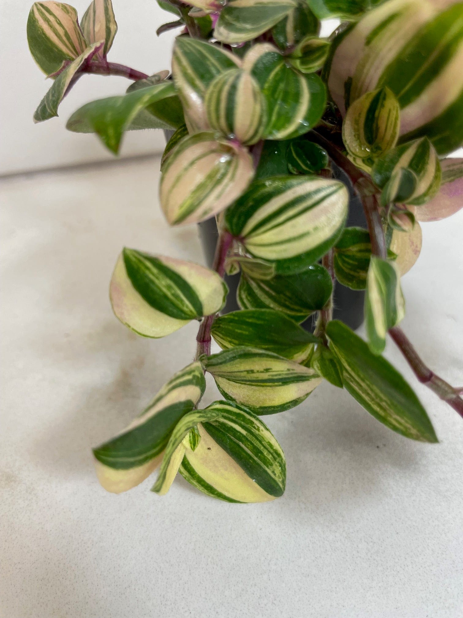 Tradescantia Tricolor, 2" Plant