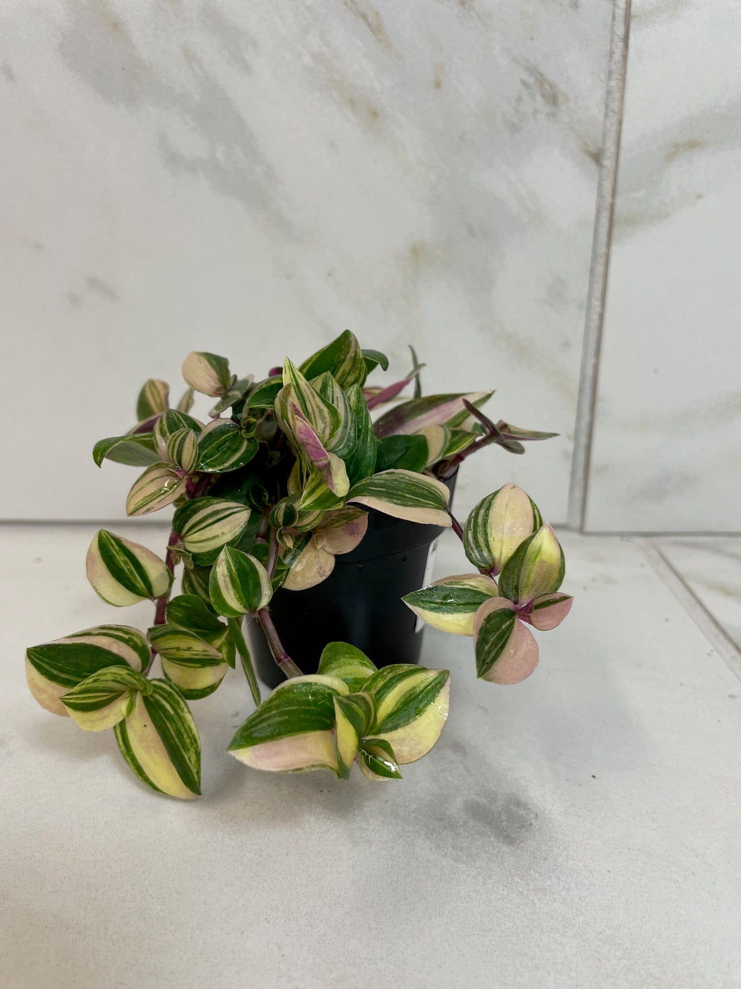 Tradescantia Tricolor, 2" Plant