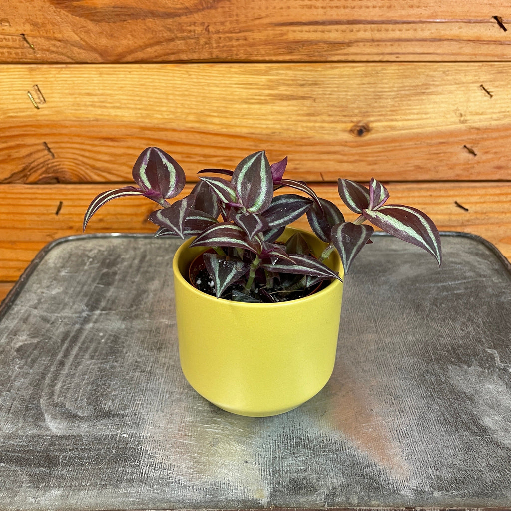 Tradescantia Zebrina Red Mini, 2" Plant