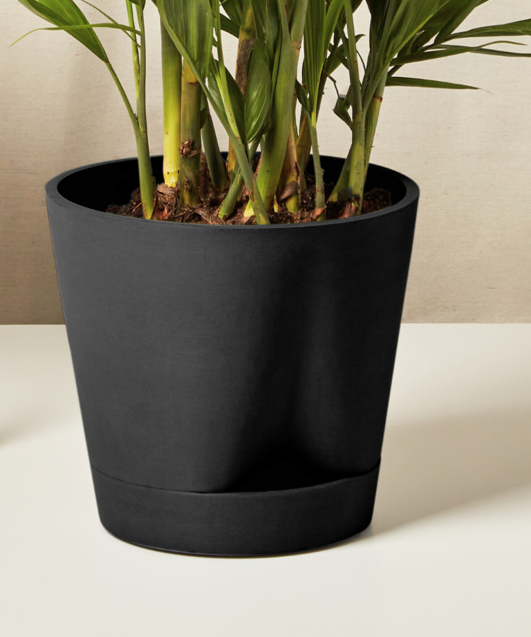 Bird of Paradise XXL